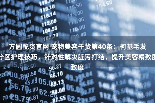 方圆配资官网 宠物美容干货第40条：柯基毛发分区护理技巧，针对性解决脏污打结，提升美容精致度